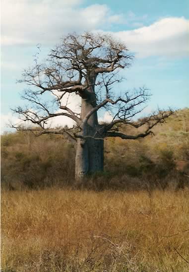 Baobab